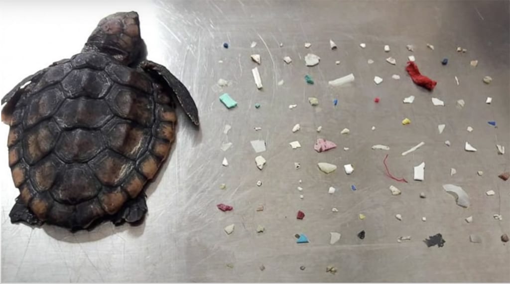 قطع النفايات البلاستيكية الصغيرة تشكل تهديدا كبيرا في وجه الحياة البحرية، ذلك أنها تبتلعها إلى جانب الغذاء الذي تتناوله.