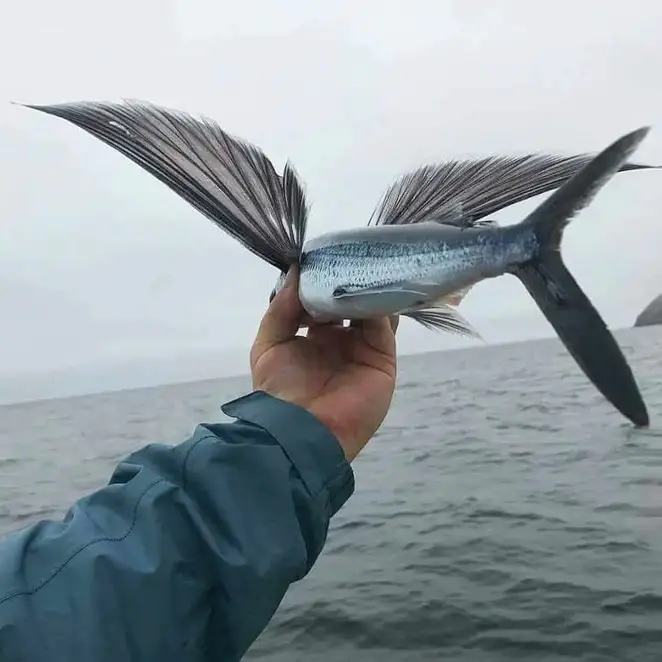 leteče ribe.