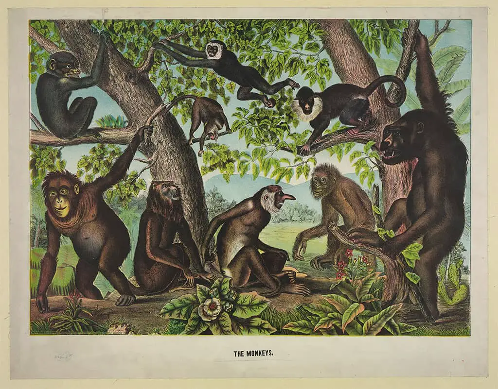 الرئيسيات
