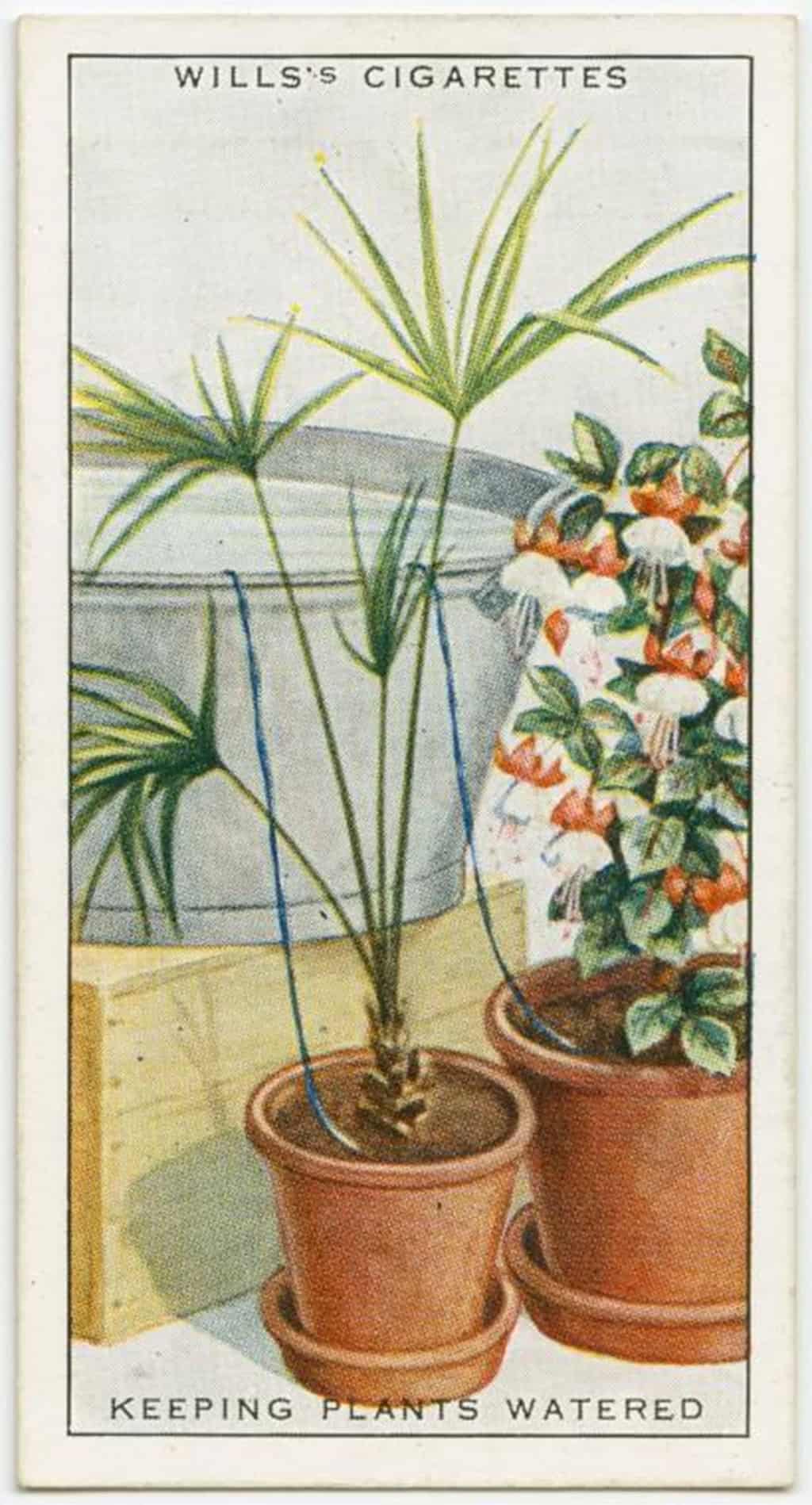 سقي النباتات بواسطة الخيوط.