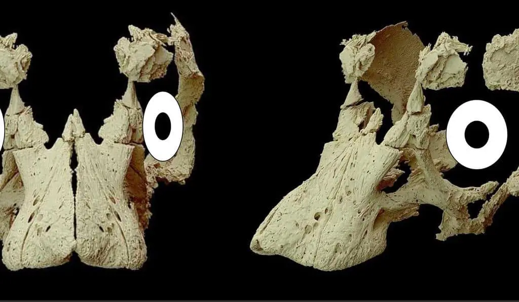 كشفت عمليات المسح ثلاثية الأبعاد عن بنية الجمجمة في الحفرية.