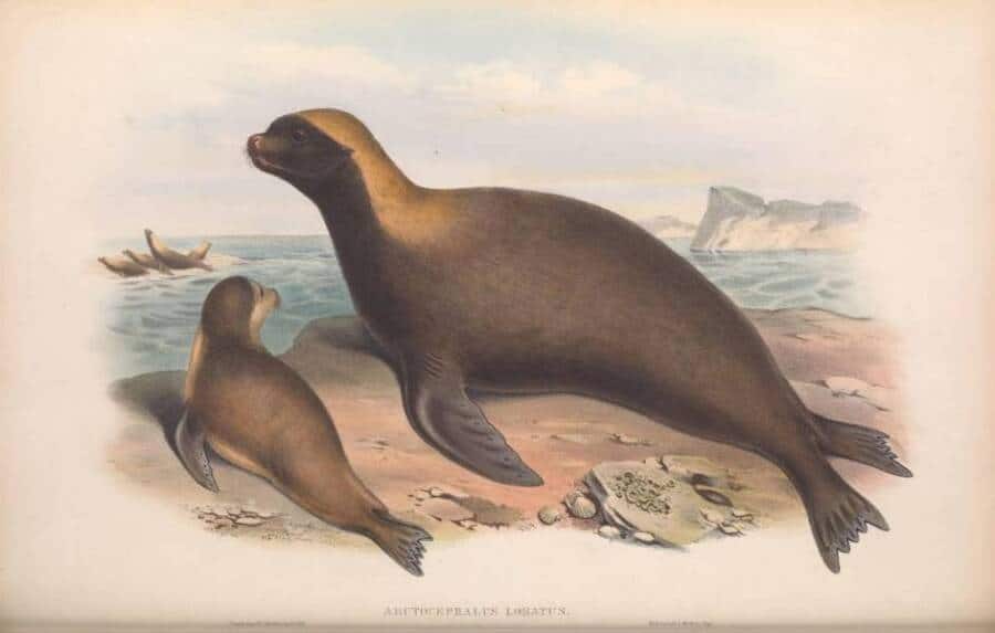 24. زوجان من أسود البحر على شاطئ أستراليا عام 1863