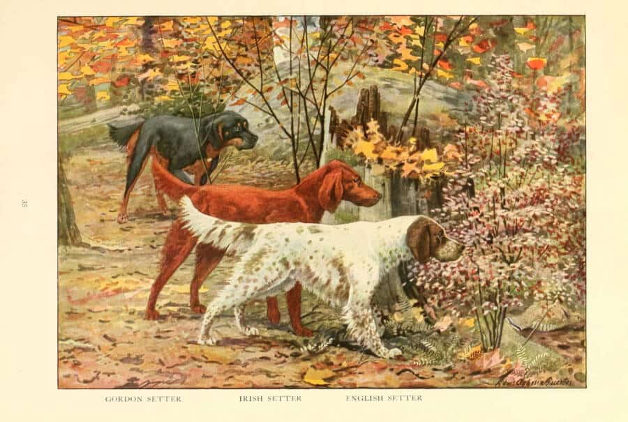 18. صفحة من كتاب الكلاب عام 1919
