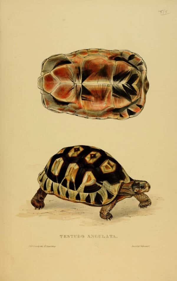 19. رسم توضيحي لسلاحف أنغولار في الجنوب الأفريقي عام 1872